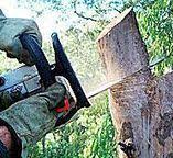 Best Tree and Shrub Care  in Leesburg, GA