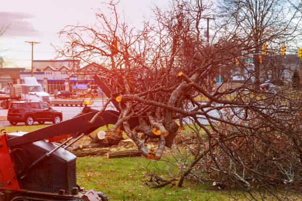 Best Utility Line Clearance  in Leesburg, GA