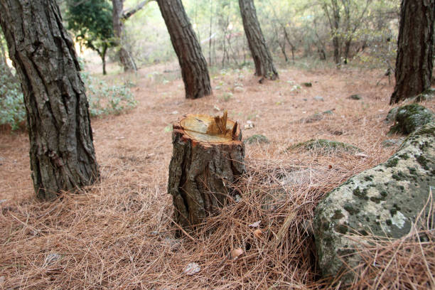 Best Tree Risk Assessment  in Leesburg, GA