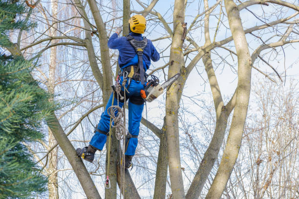 Best Palm Tree Trimming  in Leesburg, GA