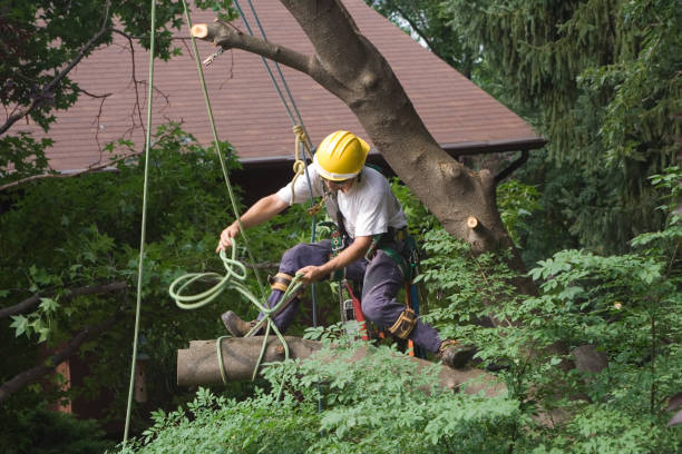 Landscape Design and Installation in Leesburg, GA