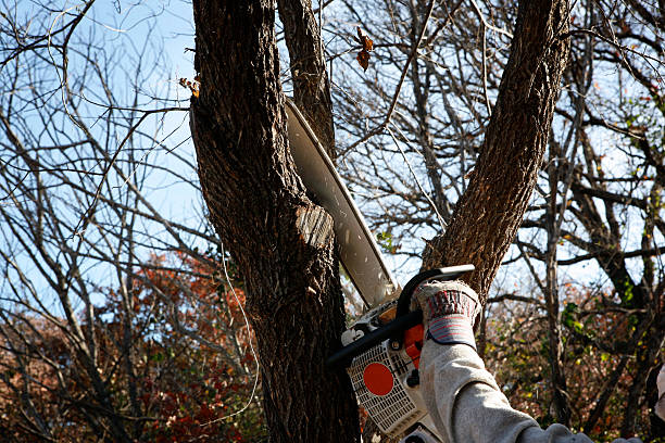 Best Root Management and Removal  in Leesburg, GA