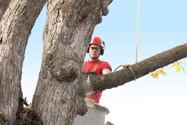 Best Utility Line Clearance  in Leesburg, GA